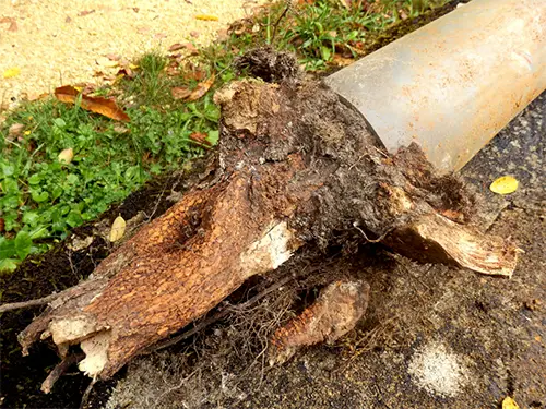 Roots destroying a sewer line at a home in Niceville FL