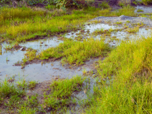 unexplained wet spot in residential yard caused by water line leak